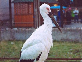 Фото Дальневосточный аист