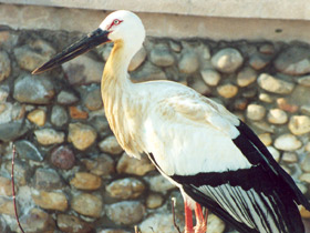 Фото Дальневосточный аист