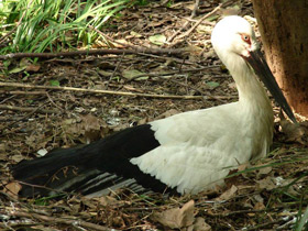 Фото Дальневосточный аист