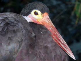 Фото Малайский шерстистошейный аист