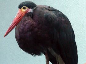 Фото Малайский шерстистошейный аист