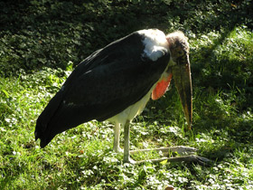 Фото Африканский марабу