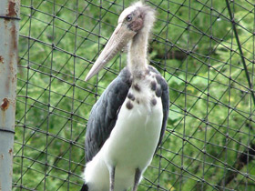 Фото Яванский марабу