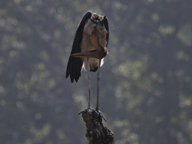 Фото Яванский марабу