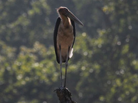 Фото Яванский марабу