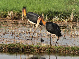Фото Яванский марабу