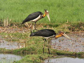 Фото Яванский марабу