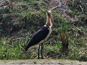 Фото Яванский марабу