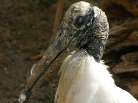 Фото Американский клювач