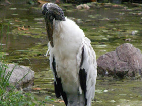 Фото Американский клювач