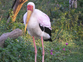 Фото Африканский клювач