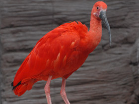 Фото Красный ибис