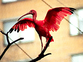 Красный ибис