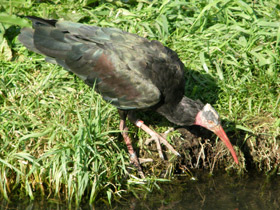 Фото Лесной ибис