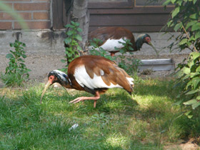 Фото Чубатый ибис