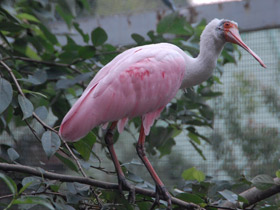 Фото Розовая колпица