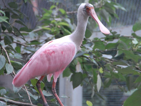 Фото Розовая колпица