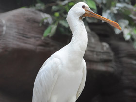 Фото Колпица