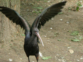 Фото Тонкоклювая каравайка