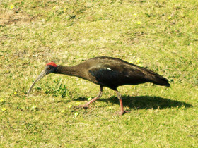 Фото Бородавчатый ибис