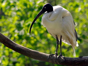 Мадагаскарский ибис