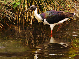 Фото Австралийский ибис