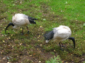 Фото Священный ибис