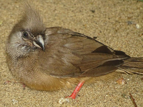 Смотреть фото Птицы-мыши Фото Птицы-мыши