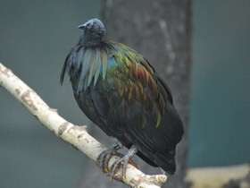 Фото Никобарский голубь