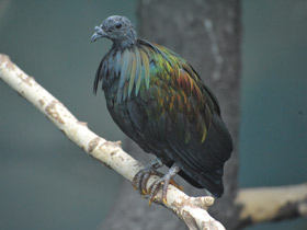 Фото Никобарский голубь