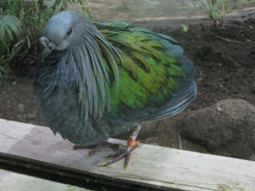 Фото Никобарский голубь