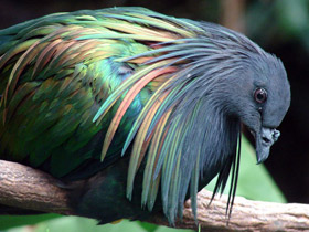 Фото Никобарский голубь