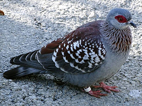 Фото Крапчатый голубь