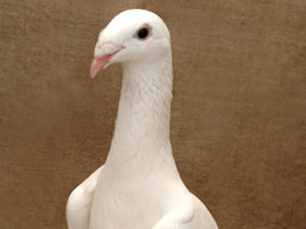Домашние голуби Домашние голуби