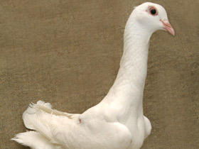 Смотреть фото Домашние голуби Фото Домашние голуби
