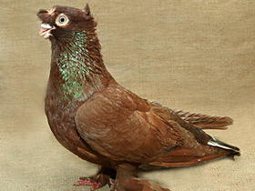 Смотреть фото Домашние голуби Фото Домашние голуби