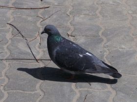 Фото Чем нельзя кормить домашних животных?