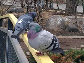 Смотреть фото Сизый голубь Фото Сизый голубь