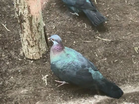 Смотреть фото Белогорлый голубь Фото Белогорлый голубь