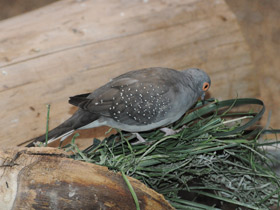 Фото Бриллиантовая горлица