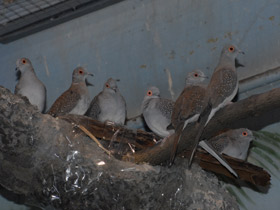 Фото Бриллиантовая горлица