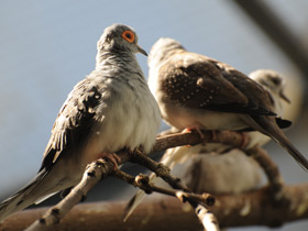 Фото Бриллиантовая горлица