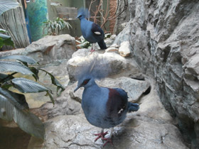 Смотреть фото Венценосный голубь Фото Венценосный голубь