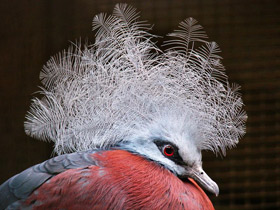 Фото Каштановогрудый венценосный голубь