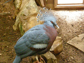 Смотреть фото Веероносный голубь Фото Веероносный голубь