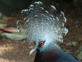 Смотреть фото Веероносный голубь Фото Веероносный голубь