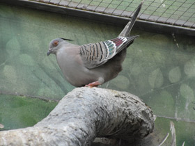 Смотреть фото Хохлатый бронзовокрылый голубь Фото Хохлатый бронзовокрылый голубь