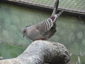 Смотреть фото Хохлатый бронзовокрылый голубь Фото Хохлатый бронзовокрылый голубь