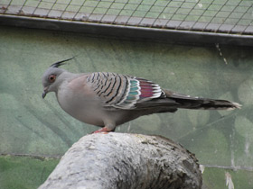 Смотреть фото Хохлатый бронзовокрылый голубь Фото Хохлатый бронзовокрылый голубь