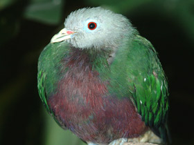 Смотреть фото Чернозатылочный пёстрый голубь Фото Чернозатылочный пёстрый голубь